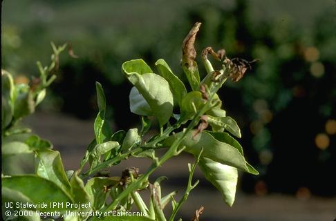 Frost damage to young citrus leaves.