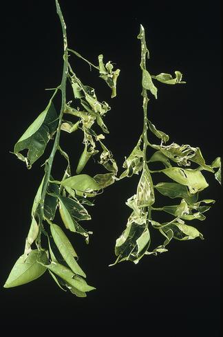 Shredded, torn leaves and discolored scars on stems from hail damage to citrus. 