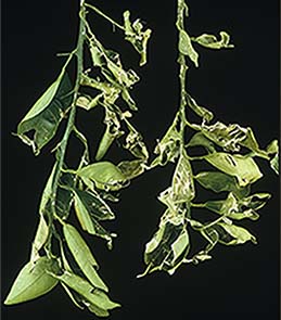 Leaves tattered by hail