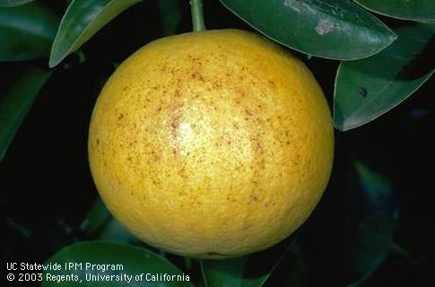 Brown stippling on a grapefruit rind caused by frost.