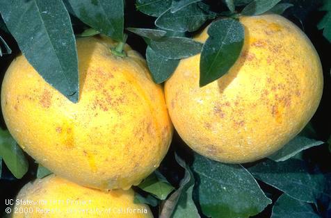 Fruit damaged by weather.