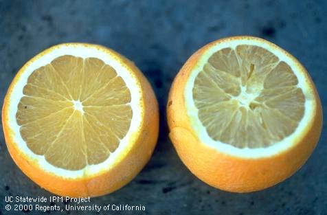 Fruit damaged by weather.