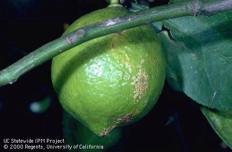 Fruit damaged by weather.