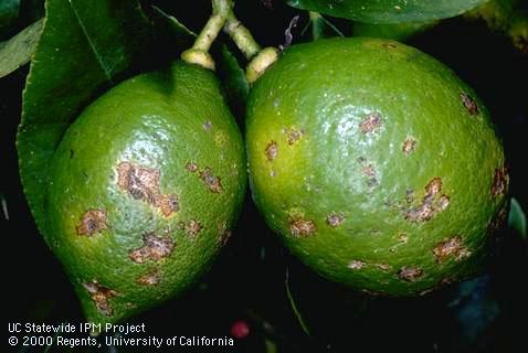 Fruit damaged by hail.