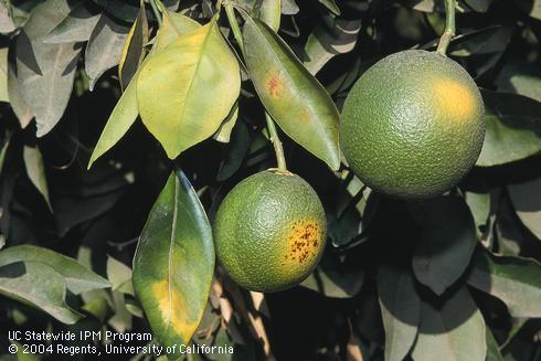 Sunburned citrus fruit and leaves.  