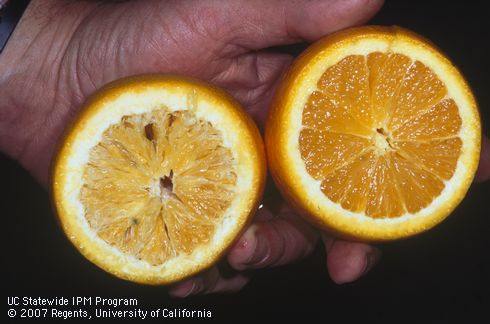 Freeze-damaged navel orange (photo left) cut-open to reveal dehydrated, shrunken flesh in fruit held next to undamaged citrus. 