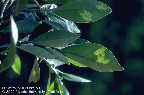 Foliage damaged by water.