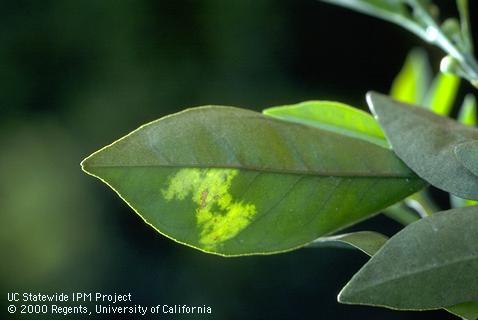 Foliage damaged by water stress.