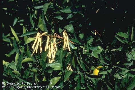 Foliage damaged by twig dieback.