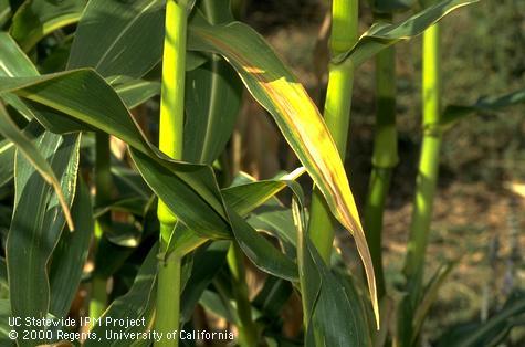 A sunburned and bleached corn leaf.