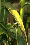 Burned corn leaf