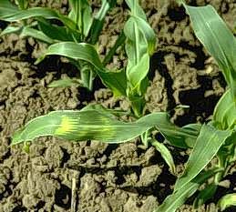 Corn damaged by frost