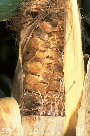 Corn ear with shriveled, sunburned kernels.