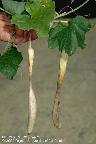 Fruit damaged by weather (heat).