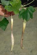 Fruit damaged by weather (heat).