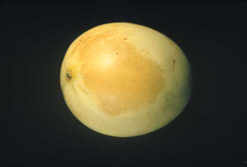 Sunburn on honeydew melon characterized by a discolored tender area on the rind.