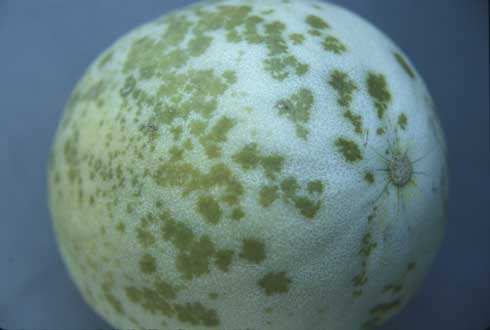 Measles, an abiotic disorder caused by wet soils, causes melon fruit to have water-soaked spots with centers that will eventually become tan.