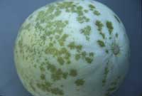 Measles, an abiotic disorder caused by wet soils, causes melon fruit to have water-soaked spots with centers that will eventually become tan.