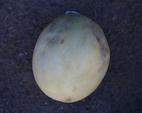 A honeydew with measles showing spots that appear water soaked.