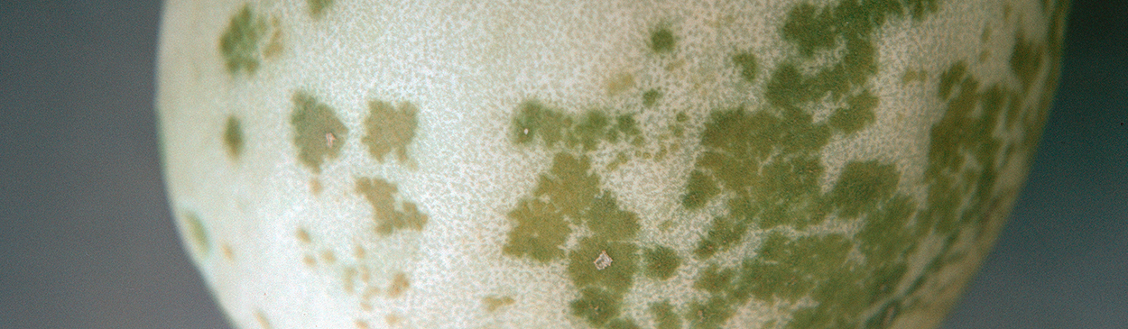 Water-soaked spots on a melon fruit rind caused by overly by wet soils, an abiotic disorder called measles.