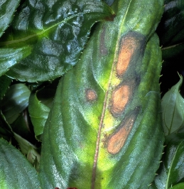 Sunburn damage to impatiens leaf