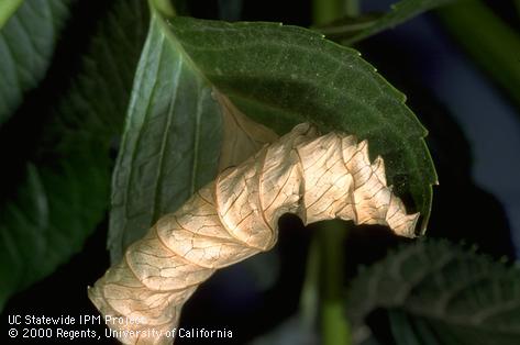 Heat, light, and drought induced necrotic sunburned leaf tip of Hydrangea.