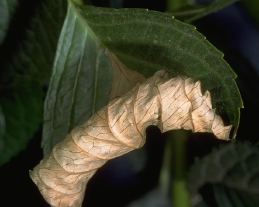 Necrotic sunburned leaf tip of hydrangea