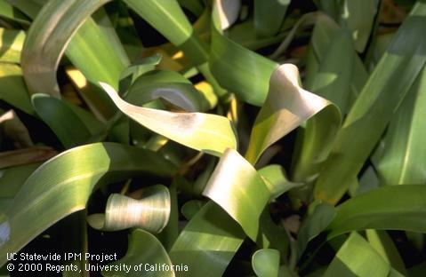 Lily-of-the-Nile foliage bleached white and yellowing from freeze damage.