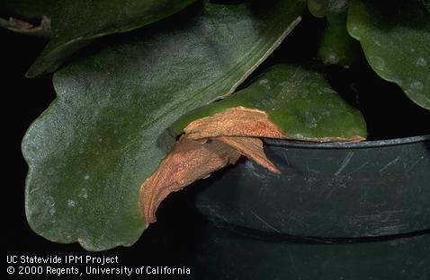 Browning of Kalanchoe leaves caused by a drought stress.