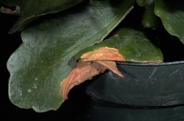 Browning of Kalanchoe caused by drought