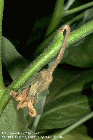 Eggplant blossom drop probably caused by cool weather.