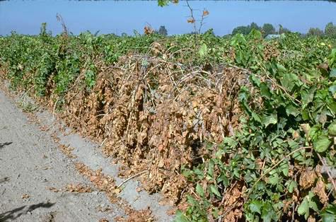 Field shot of lightning damage.