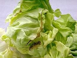 Tipburn of butter lettuce