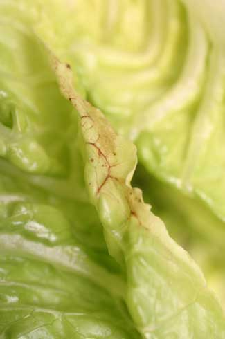 Browning at the margins of lettuce leaves is characteristic of tip burn.