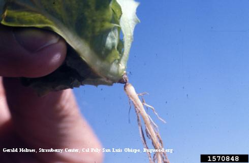 Girdling of a lettuce seedling stem due to wind whip.