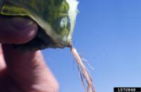 Wind damage to strawberry foliage.