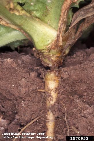 Girdling of a lettuce stem due to wind whip.