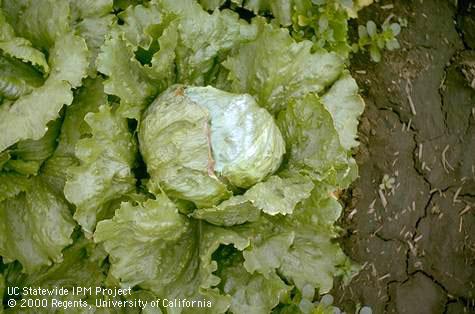 Browning of lettuce leaf edges from tipburn.