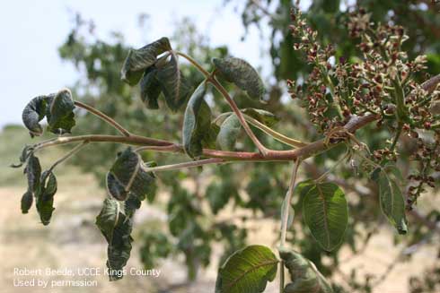 Shriveled and wilted pistachio leaves caused by spring frost.