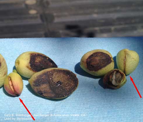 In early splits, the pistachio nut hull is still tightly bound to the shell, but has a narrow, blackish and gummy-looking split. This split exposes the kernels to pests like navel orangeworm and molds.