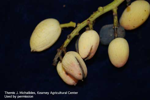 In early split pistachios the hull is still tightly bound to the shell, but has a narrow, blackish and gummy-looking premature split. 