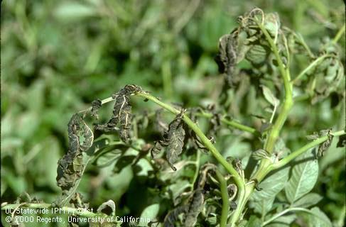 Foliage damaged by frost.