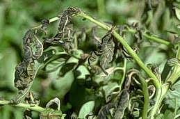 Wilted potato plant due to cold temperatures