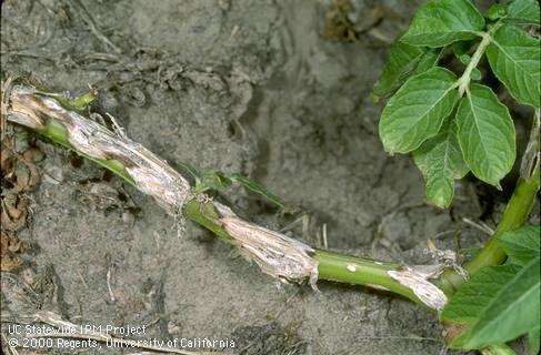 Stem damaged by hail.