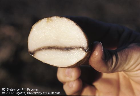 Tuber damaged by weather (frost).