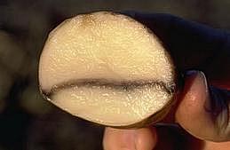 Frozen tuber tissue