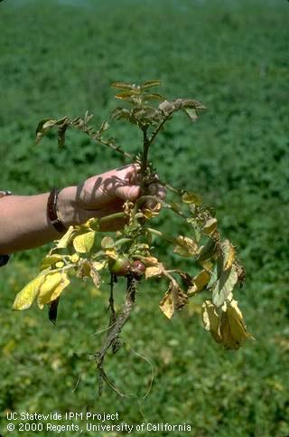 Foliage damaged by waterlogging.