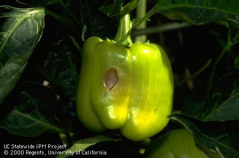 Sunburned bell pepper with a necrotic spot on the fruit.