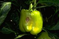 Sunburned bell pepper with a necrotic spot.