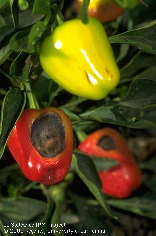 Sunburned bell pepper with a necrotic spot on the fruit.